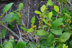 Ficus tinctoria subsp. gibbosa
